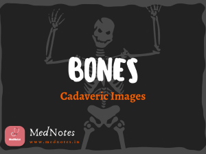 Bones - Cadaveric Images (Free) - MedNotes (1)