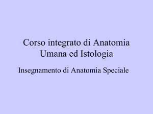 Anatomia Umana e Istologia: Sistema Nervoso