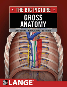 GROSS ANATOMY THE BIG PICTURE