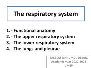 the respiratory system anatomy (2)