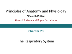 KIN 268 Respiration Pulmanory Function Ch23