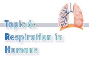 6-Respiration in Humans 2023