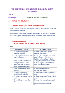 CH.2. Plant Tissues Classwork