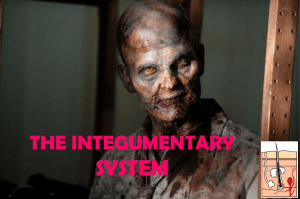 INTEGUMENTARY SYSTEM 2
