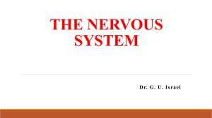 THE NERVOUS SYSTEM 001