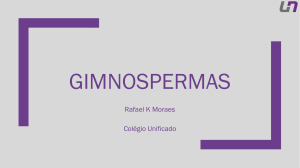 Gimnospermas 2EM - Unificado