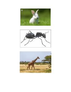 Animal Images: Rabbit, Ant, Giraffe