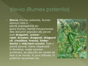 Ștevia (Rumex patentia)