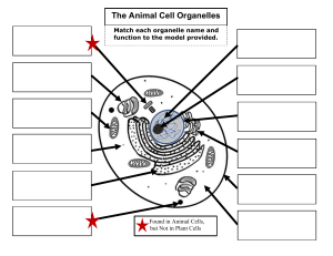 Plant and Animal Cell Labeling WS
