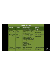 DNA REPLICATION HIGH YIELD