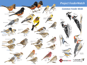 Project FeederWatch - Common feeder birds