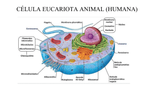 La célula eucariota animal