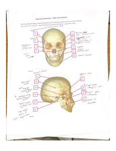 Anatomy Homework • Skull and Vertebrae