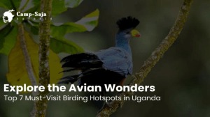 Uganda's Avian Wonders: A Birdwatching Journey with Camp Saja Safaris