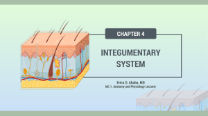 Chapter-4.-Integumentary-System