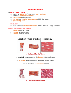 muscular-notes