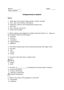 7C2 - Michiko Valencia Limanauw - Seatwork 1 - Introduction Integumentary System