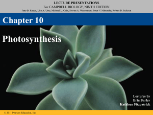 Chapter 10 Photosynthesis Campbell 9th Edition Lecture Presentation