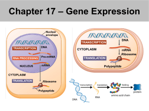Chapter 17 Gene Expression