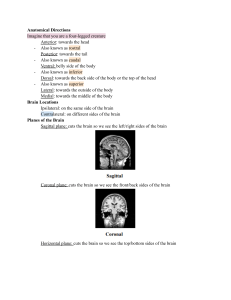Biological Psychology  Anatomy Quiz 4 Unit 5  Study Review