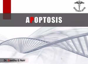 APOPTOSIS (PATHOLOGY) 210525 213941