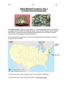 zebra-mussels-teachers-key-1-word (3)