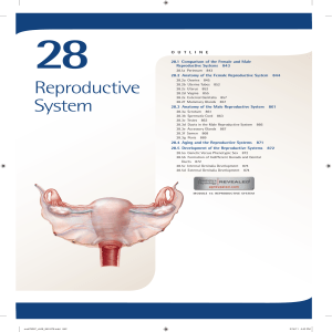 28. Reproductive System