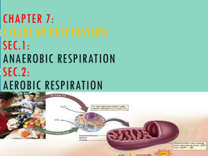 Cellular Respiration: Aerobic & Anaerobic Processes