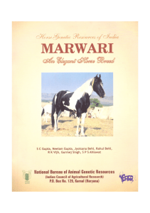 Marwari-Horse