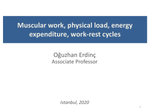 Muscular Work, Energy Expenditure & Work-Rest Cycles