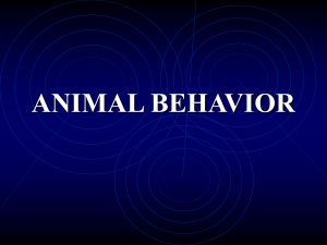 Animal behaviour 1 by Runa B3407