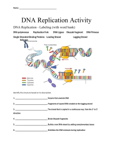 DNA Replication Activity 2024
