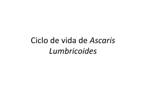 Ciclo de vida de Ascaris Lumbricoides