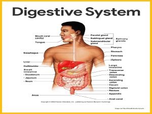 Digestive System pdf