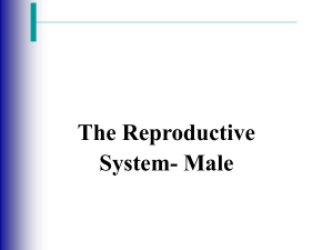 BIO 282 Male Reproductive System