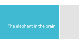 The elephant in the brain