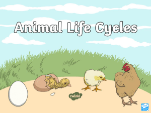 ca2-t-50-animal-life-cycles-powerpoint ver 1 (1)