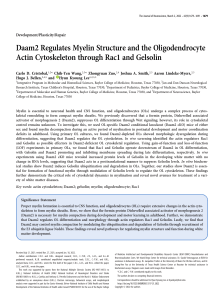 Daam2 Regulates Myelin Structure and the Oligodendrocyte