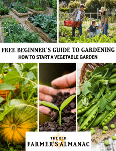 beginners-guide-to-gardening