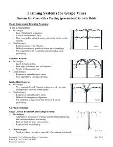 Training Systems for Grape V