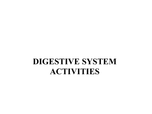 BIOL 2402 Practical 3 Digestive system.