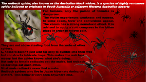 the Australian black widow