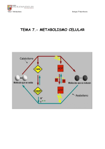 Tema-7-Metabolismo compressed