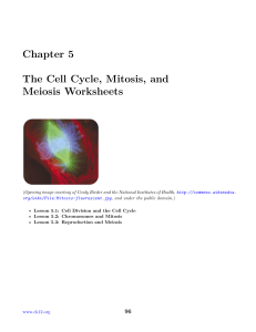 mitosis and cell division worksheets