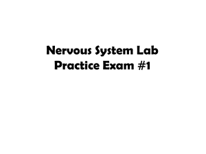 Nervous System Practice Exam 1good (1)