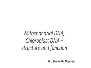 1mitochondria and choloroplast