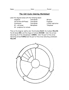 cell cycle worksheet