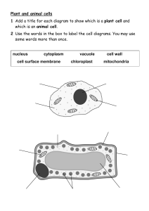 7Ad Plant-and-animal-cells-worksheet