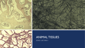Lecture 3- Animal tissues