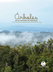 Arboles de las montañas de Antioquia